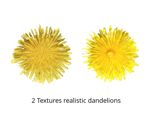 2 Textures realistic dandelions