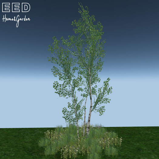 EED's ASPEN TREES & WILD GRASS 3 res c