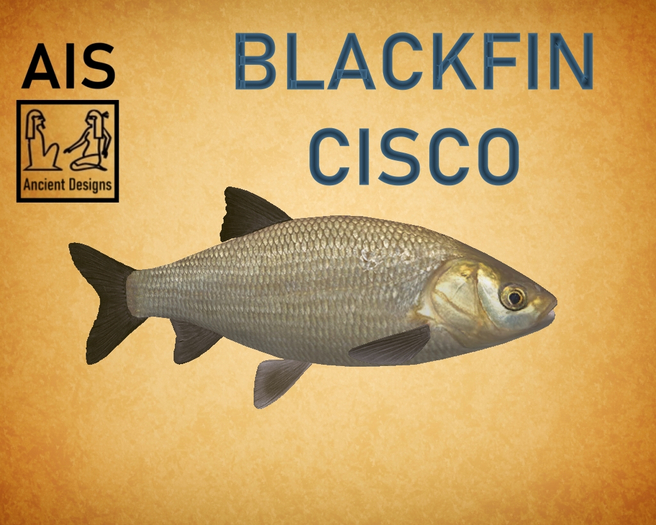 Blackfin cisco (Coregonus nigripinnis)