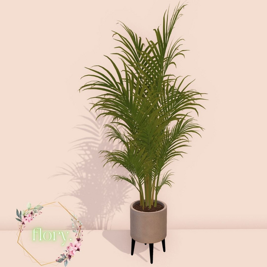 flory. - Golden Palm Potted