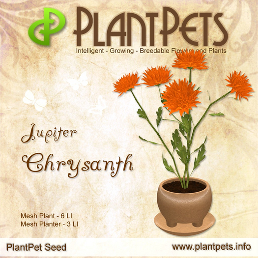 PlantPet Seed [Chrysanth *Jupiter*] - Common - New Release