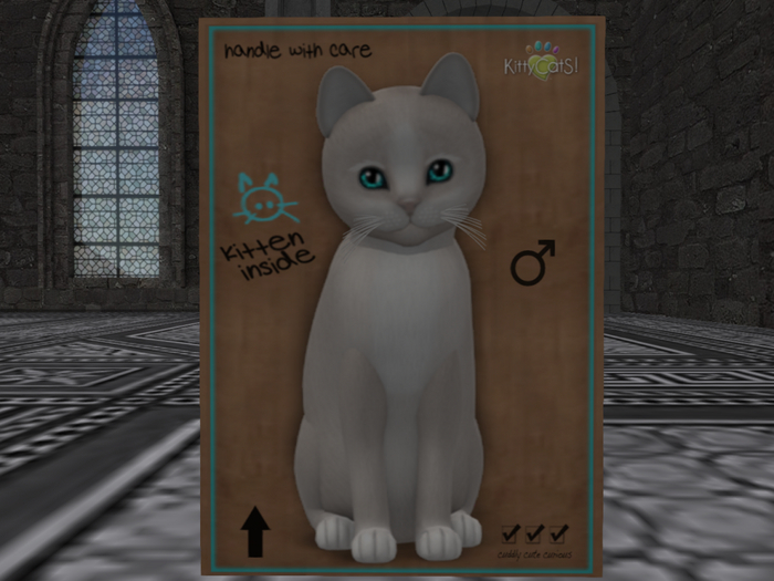 KittyCatS Box - New Born Kitten