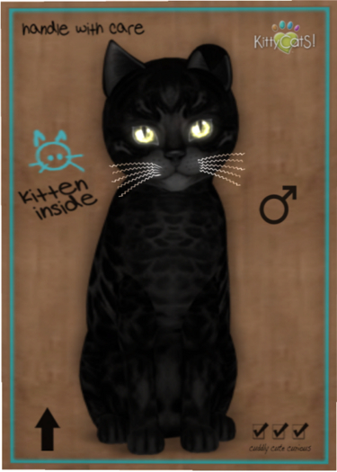 KittyCatS Box - Bengal - Black