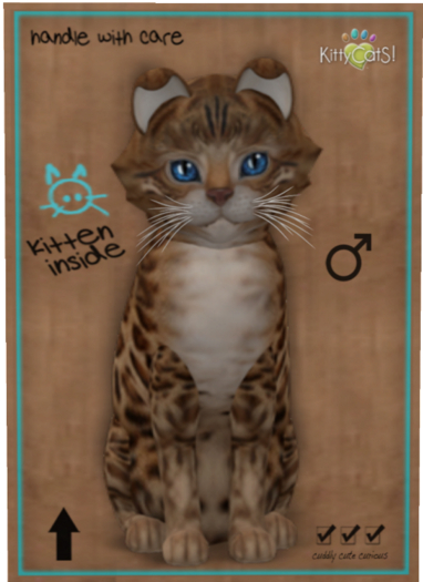 KittyCatS Box - Bengal - Sorell