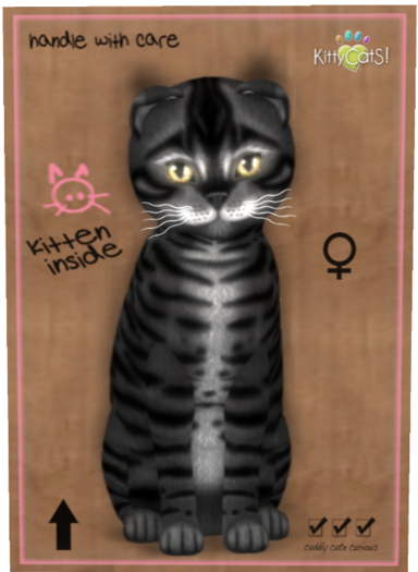 KittyCatS Box - Toyger - Coal