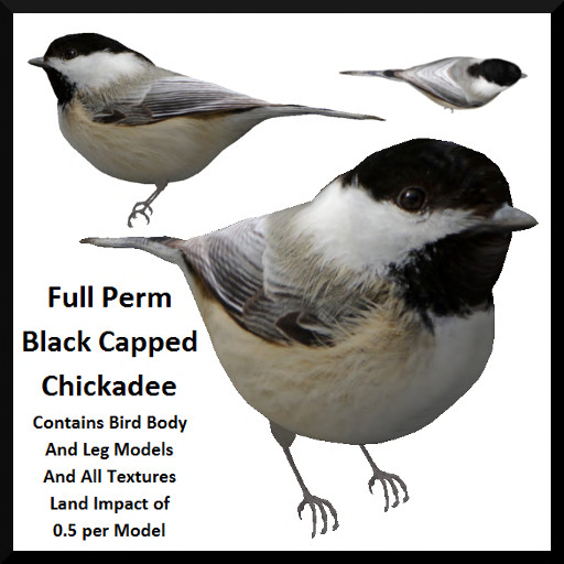 Full Perm Black Capped Chickadee