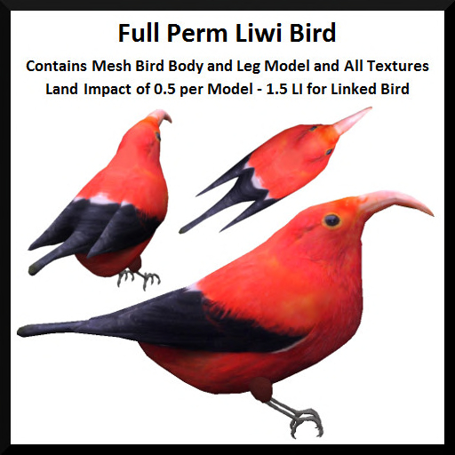 Full Perm Liwi Bird
