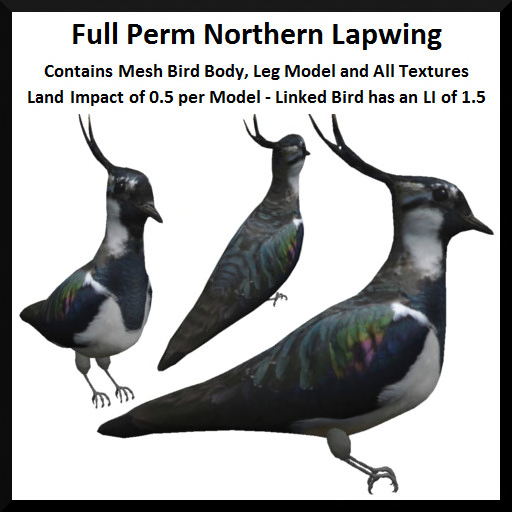 Full Perm Northern Lapwing