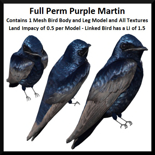 Full Perm Purple Martin