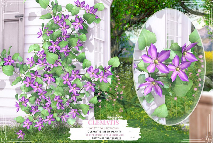 Ariskea[Clematis] Climbing Clematis[Collections]