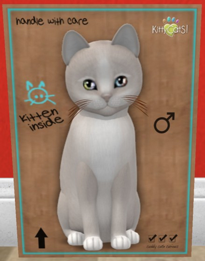 KittyCatS Box - New Born Kitten