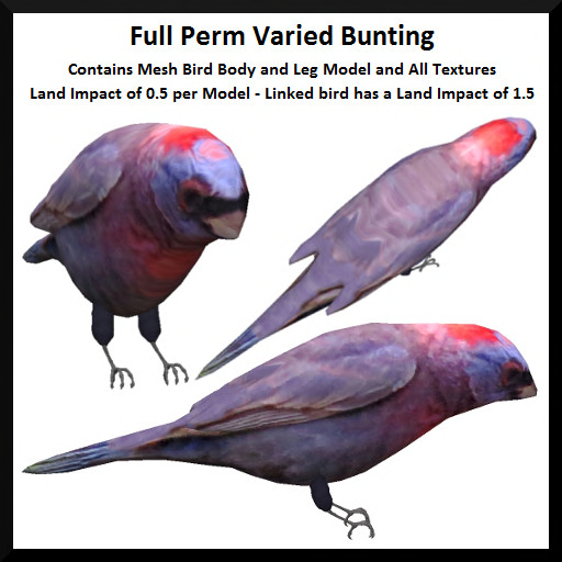 Full Perm Varied Bunting