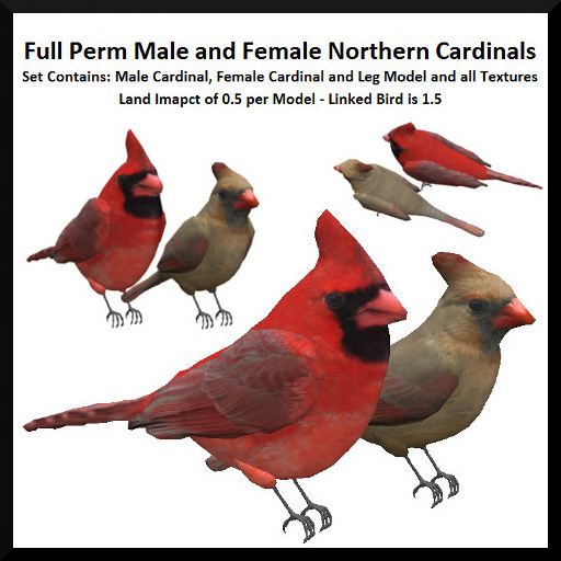 Full Perm Male and Female Northern Cardinals