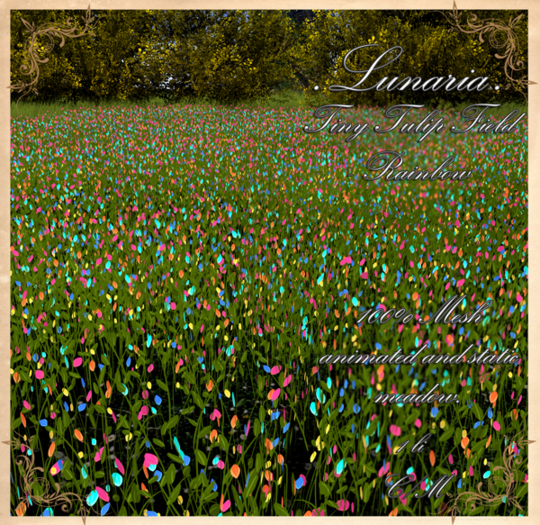 .Lunaria. Tiny Tulip Field - Rainbow 
