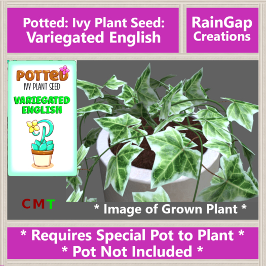 Potted: Ivy Plant Seed: Variegated English ACTUAL ITEM