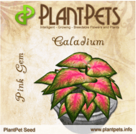 PlantPet Seed [Caladium *Pink Gem*] Common