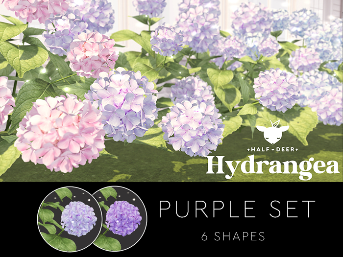 Hydrangea - Purple