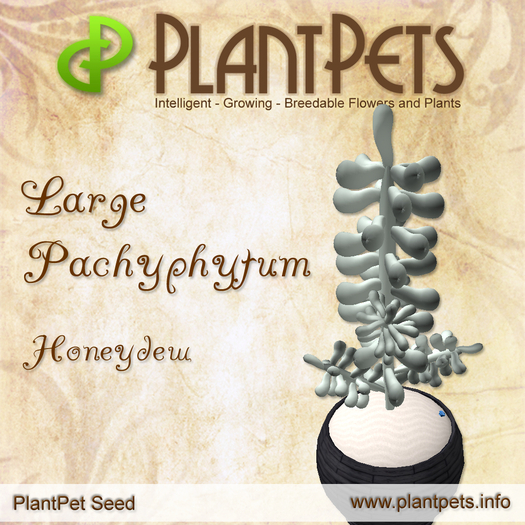 PlantPet Seed [Large Pachyphytum *Honeydew*]