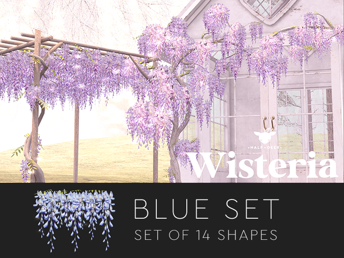 Wisteria - Blue