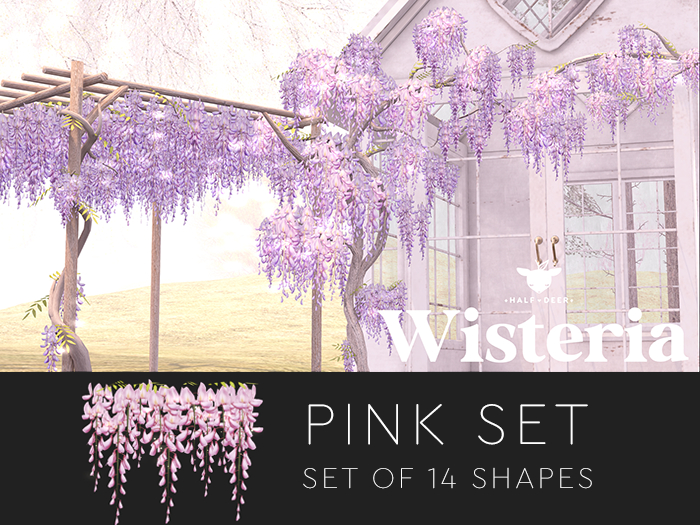 Wisteria - Pink