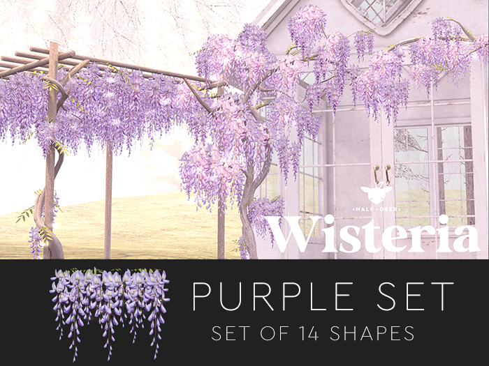 Wisteria - Purple