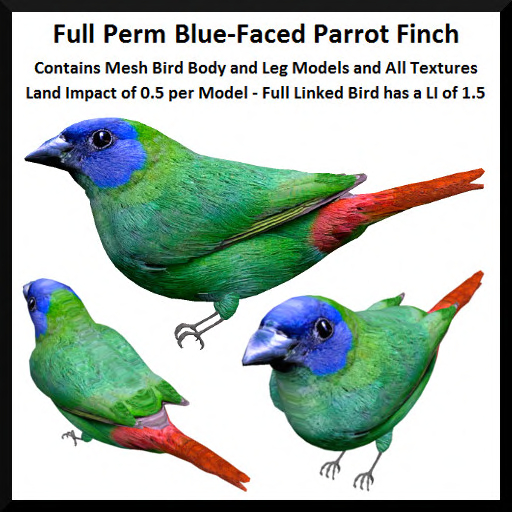 Full Perm Blue-Faced Parrot Finch