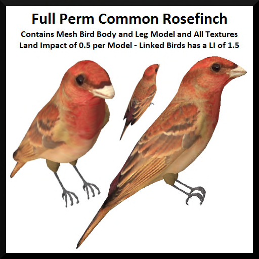 Full Perm Common Rosefinch