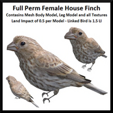 Full Perm Female House Finch