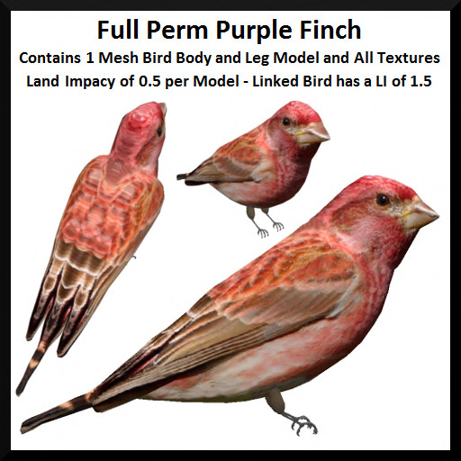 Full Perm Purple Finch