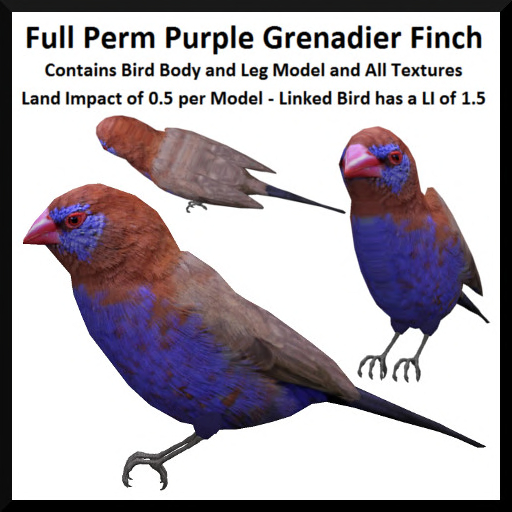Full Perm Purple Grenadier Finch