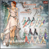 31 RARE !dM Yulania **MAGNOLIA SHOULDERS** (BOX LARA)