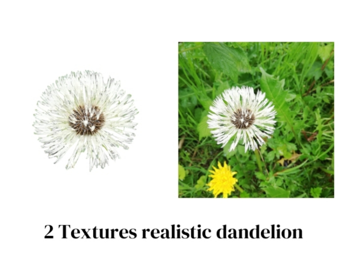 2 Textures realistic dandelion