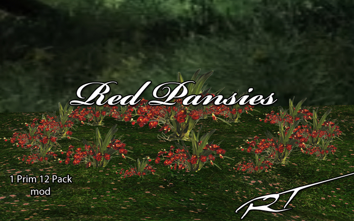 RED PANSIE Flower 12 PACK