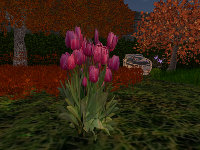tulipan Rosa 2 prims
