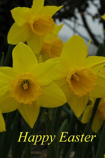 ◑０◐ Happy Easter Daffodils Card - Click to Open ◑０◐