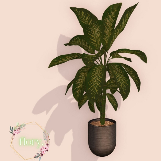 flory. Leopard Plant (8 pot textures)