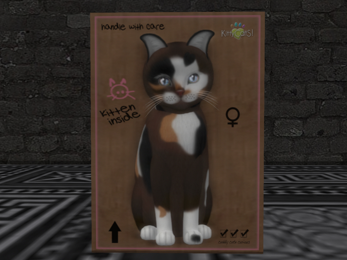 KittyCatS Box - New Born Kitten