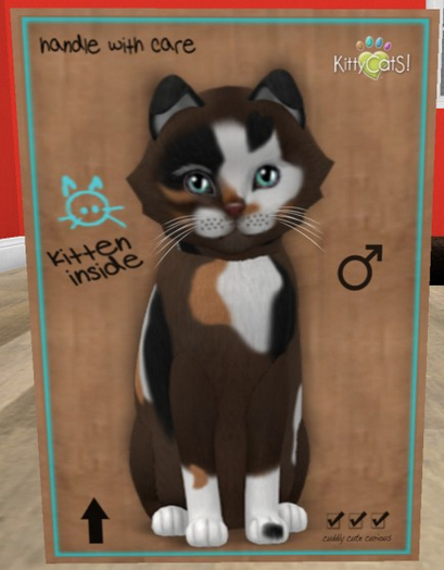 KittyCatS Box - New Born Kitten