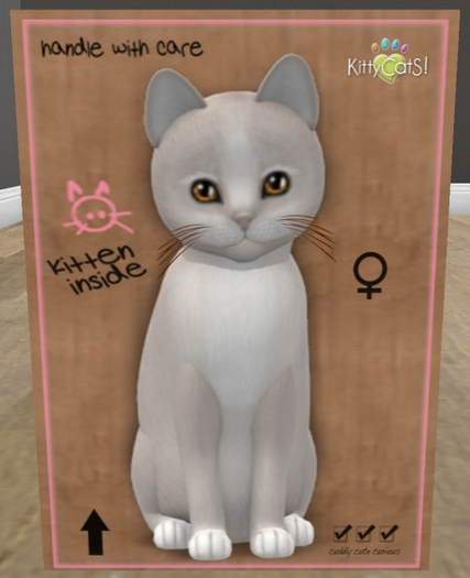 KittyCatS Box - New Born Kitten