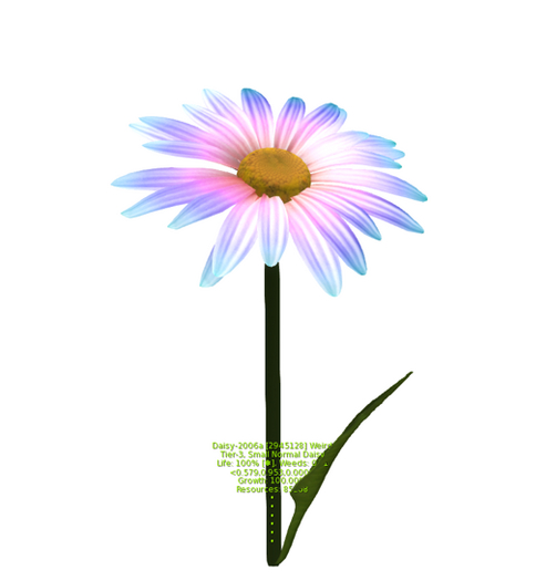 {Papillon} Plant Daisy Small