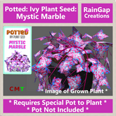 Potted: Ivy Plant Seed: Mystic Marble ACTUAL ITEM