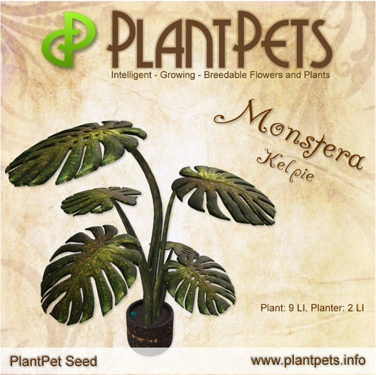 PlantPet Seed [Monstera *Kelpie*]