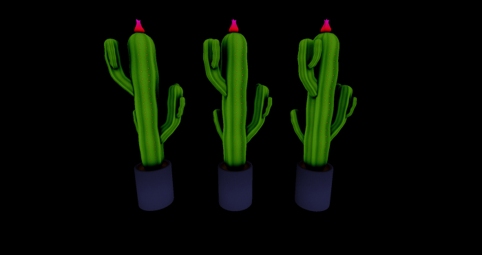Cactus gift pack
