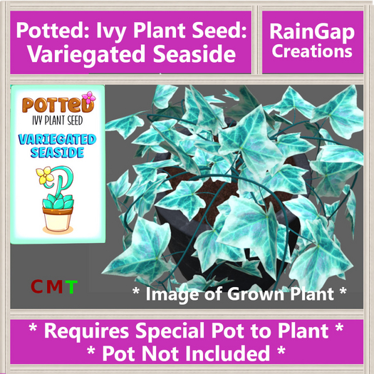 Potted: Ivy Plant Seed: Variegated Seaside ACTUAL ITEM
