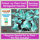 Potted: Ivy Plant Seed: Variegated Seaside ACTUAL ITEM