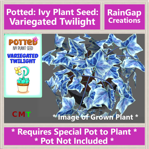 Potted: Ivy Plant Seed: Variegated Twilight ACTUAL ITEM