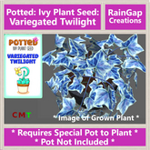Potted: Ivy Plant Seed: Variegated Twilight ACTUAL ITEM