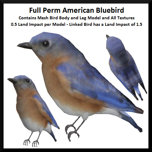 Full Perm American Bluebird