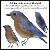 Full Perm American Bluebird