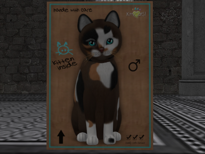 KittyCatS Box - New Born Kitten